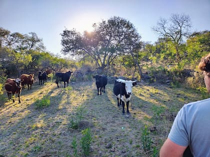 En Posta Calma realizan ganadería regenerativa