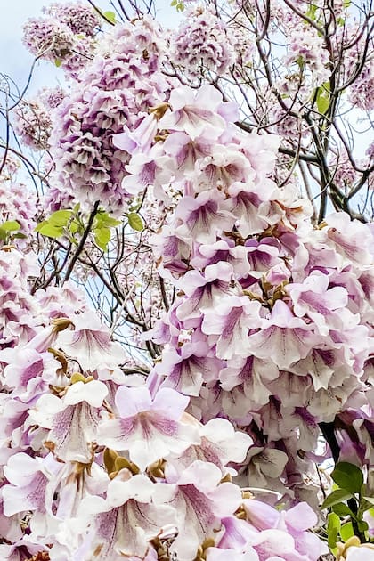 En primavera, antes que broten las hojas, emite una profusa floración de color lila o malva en forma de racimos erectos de unos 35 centímetros, nectarífera. Las flores huelen a vainilla y tienen forma de trompeta.