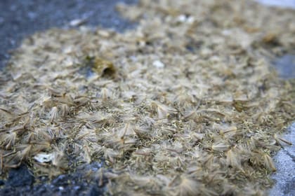 En primavera, cuando libera sus frutos, el plátano desprende diminutos filamentos llamados tricomas