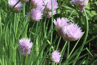 3 aromáticas con flores increíbles para tener en los canteros y disfrutar en la cocina