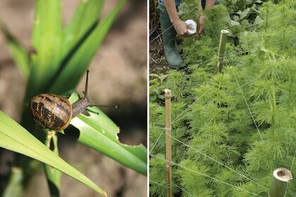 En primavera, hay que estar atentos a la llegada de caracoles. También, es la época ideal para tutorar las plantas que tienden a crecer y caerse encima de otras.