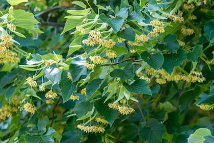 En primavera, las flores de tilo invitan a una cosecha aromática y con muchos beneficios