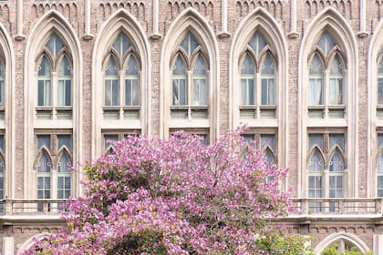 En primavera, las patas de vaca (Bauhinia variegata) estallan en flor. En la plaza Emilio Mitre, Av. Las Heras y Pueyrredon.