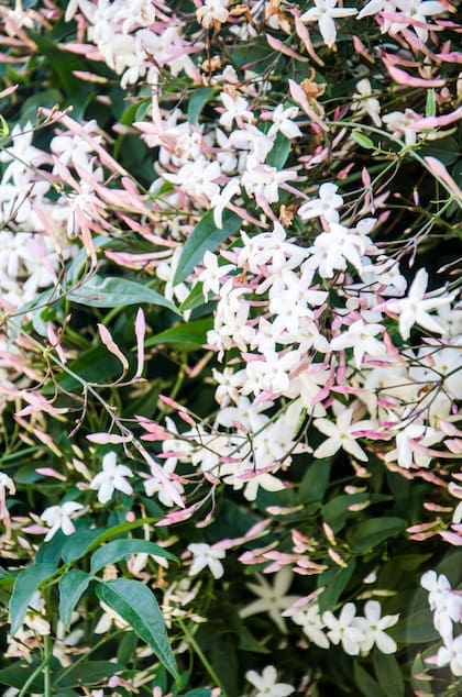 En primavera, muchas de las especies más perfumadas despiertan de su letargo invernal, como el Jasminum polyanthum