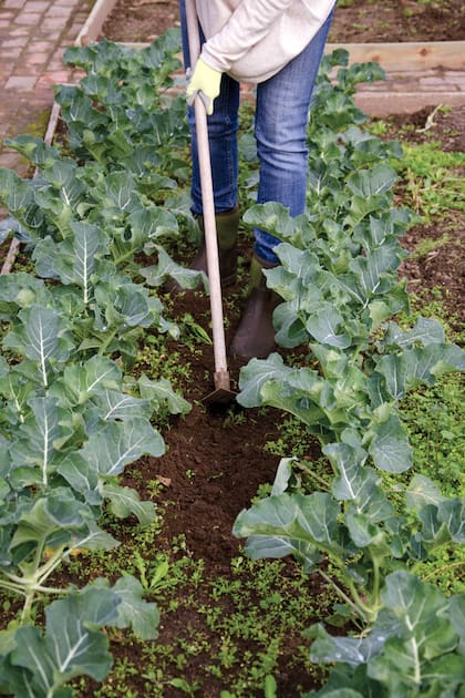 En primer lugar es necesario retirar los restos de cultivos anteriores y las malezas y al mismo tiempo airear la tierra