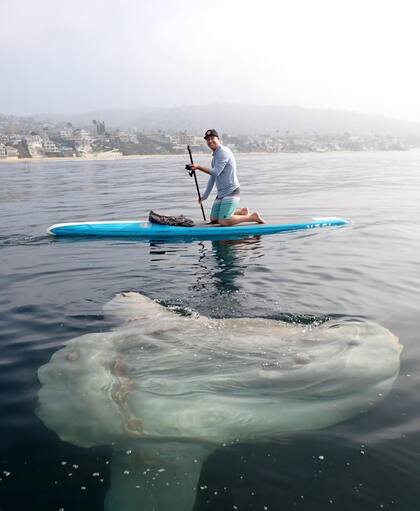“En primer lugar, son criaturas muy raras, y el que vimos era gigantesco, y flotaba en la superficie tomando un poco de sol”, explicó Rich German