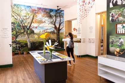 En primer plano, mesa con dos flores (simple y compuesta), donde se observan los detalles por dentro y por fuera. El 95% de las especies vegetales se reproducen por medio de flores.