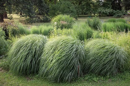 En primer plano, Miscanthus sinensis ‘Silberfeder’ y Panicum virgatum ‘Northwind’ y ‘Dallas Blues’ atrás.