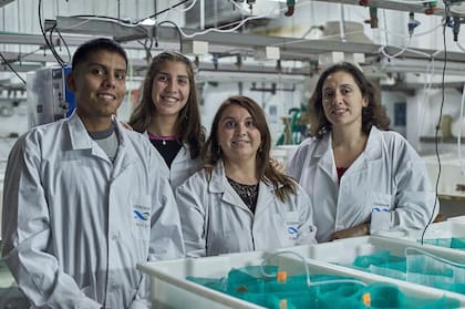 En Puerto Madryn investigadores encontraron una molécula en erizos de mar para combatir el coronavirus.