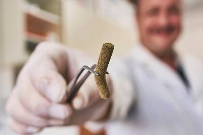 En Puerto Madryn investigadores encontraron una molécula en erizos de mar para combatir el coronavirus.