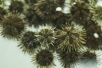 En Puerto Madryn investigadores encontraron una molécula en erizos de mar para combatir el coronavirus.