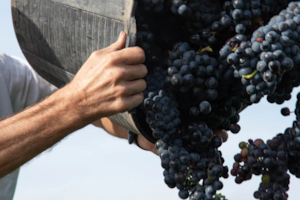 Cómo está la Argentina lejos de Vaca Muerta y la minería