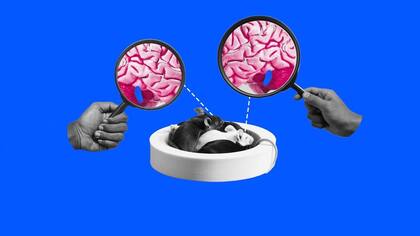 En ratones dormidos, el inicio del sueño REM está relacionado con una menor actividad en el locus coeruleus.