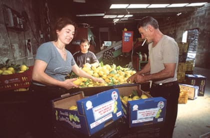 En Ravello es un clásico la elaboración casera de productos como el lemoncello, un licor a base de limones