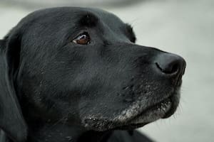 En relación a tener una nueva mascota, la psicóloga enfatiza que cada ser es distinto y que crear conexiones con otro animal a veces puede llevar tiempo