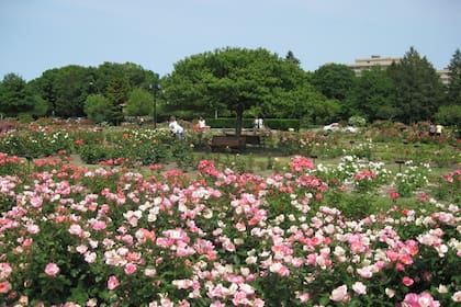 En Rochester, el valor de las viviendas equivale a 2,9 veces el ingreso anual típico de los residentes de 25 a 34 años