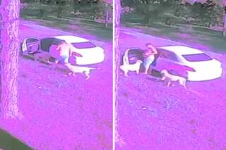 Video: dos perros abandonados corrieron detrás del auto de su dueño