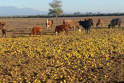 En Salta, a raíz de la sobreproducción de limones se los dan a las vacas