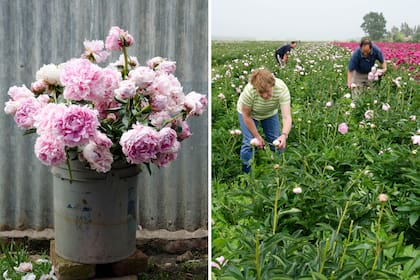 En San Agustín, cerca de Balcarce, la familia Scarpato cultiva peonías desde 2006. Tienen cerca de 20 mil plantas