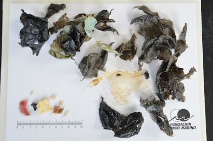 En San Clemente del Tuyú encontraron una tortuga verde juvenil con 14 gramos de plástico en su estómago.