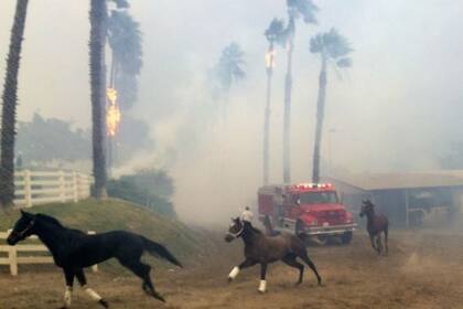 En San Luis Rey Downs, los caballos huyeron del fuego como pudieron en diciembre de 2017