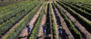 Una provincia vive un fenómeno único con un vino que cada vez conoce más gente