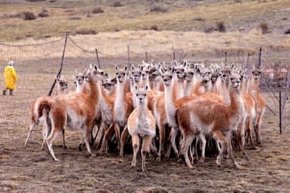 Según un informe de CRA, en la última década la cantidad de guanacos ha experimentado un crecimiento descontrolado, llegando a alcanzar los tres millones de ejemplares, lo que representa más del 50% de la población mundial de esta especie autóctona de la Patagonia