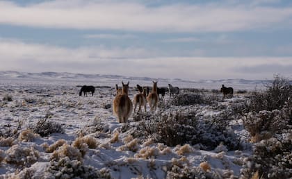En Santa Cruz, la población de guanacos ya superó en cantidad al ganado ovino