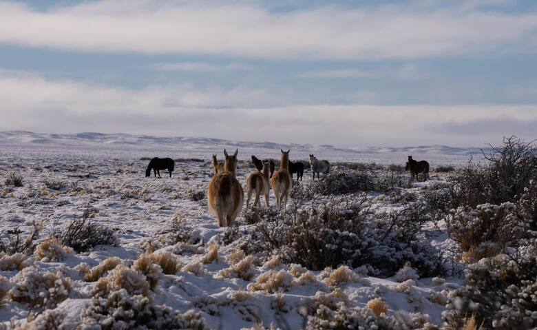 Superpoblación de guanacos en Santa Cruz: el desafío para la ganadería ovina