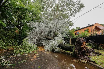 En Santa Rita, en la zona norte del Gran Buenos Aires, también se cayeron muchos árboles