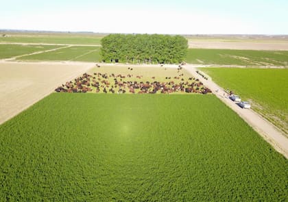 “En secano hablamos de menos de 5 kilos de carne por hectárea por año, con suerte 10. Cuando pasás a un sistema con alfalfa o maíz bajo riego, pasás a 1100 kilos de carne por hectárea. Es exponencial el cambio”, señaló