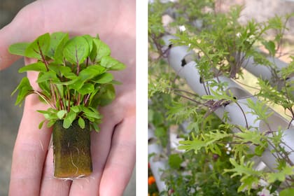 En sistemas hidropónicos, las raíces reciben nutrientes directamente disueltos en agua, lo que permite un crecimiento más rápido y saludable