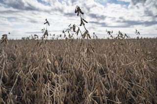 Por qué los derechos de exportación no son retenciones