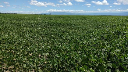 En soja “las plantas crecieron bien con las lluvias de octubre y noviembre, pero después vino un bache hídrico durísimo en enero y febrero, con temperaturas altísimas. Las plantas estaban grandes, pero dieron pocas chauchas, granos livianos, y el rinde cayó fuerte”