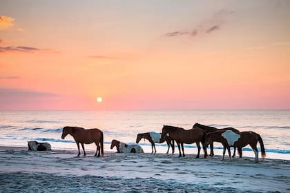 En solo 15 minutos se puede llegar desde el centro de Berlín hasta las paradisíacas playas de la Isla de Assateague, lo que garantiza una experiencia integral para también disfrutar del mar y la naturaleza fuera de todo lo conocido