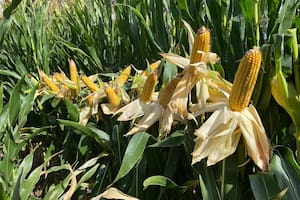 Vuelven a subir la proyección de maíz y el récord de cosecha es aún mayor