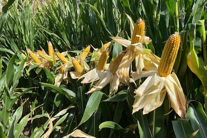 Vuelven a subir la proyección de maíz y el récord de cosecha es aún mayor