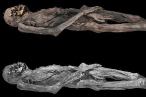 En su antebrazo derecho, la mujer Pazyryk llevaba tatuada una figura que mostraba leopardos rodeando la cabeza de un ciervo (Foto: Gentileza Cambridge University Press en nombre de Antiquity Publications Ltd)