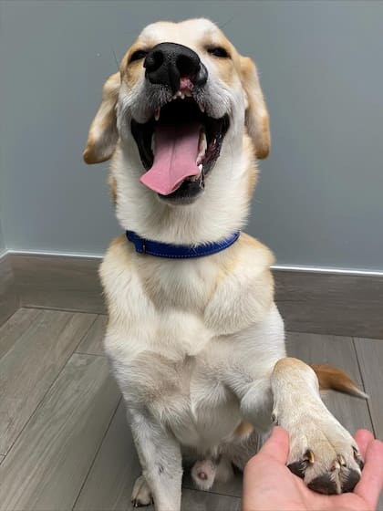 En su casa de tránsito, Samson aprendió que la gente podía volver a ser amable.