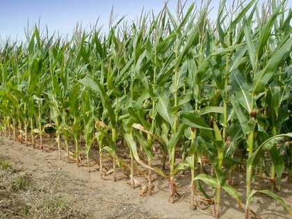 En su conclusión, el investigador dijo: “Demostramos que es difícil revertir la degradación una vez que está instalada. Cada acción tiene consecuencias y tenemos que pensar a largo plazo para tomar mejores decisiones”