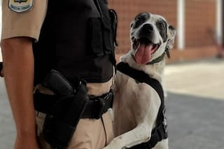 El retiro con honores de Mía, la fiel agente antinarcóticos de la Prefectura que nunca se equivocó