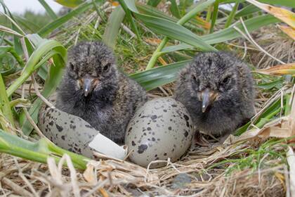 En su dominio de la isla Hawadax, las ratas se alimentaban de aves costeras como estos ostreros negros