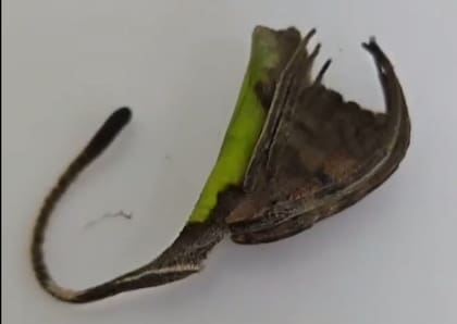 En su estado de reposo, parece una hoja seca caída de un árbol