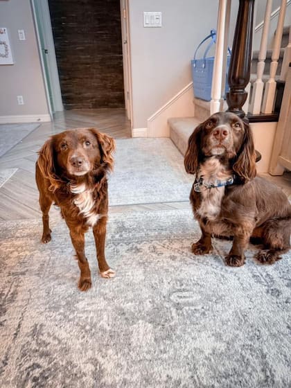 En su hogar de tránsito, junto a otro de los perros que vive en la casa.