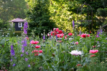 En su jardín de Tortuguitas Clara Billoch tiene canteros de flores con interés en todas las estaciones.