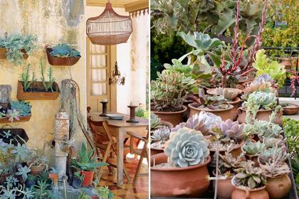 En su lugar de origen, las suculentas soportan soles implacables, vientos violentos, fríos intensos y lluvia escasas.