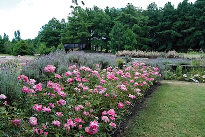 En su mayoría, la enorme cantidad de rosas de esta casa son inglesas y francesas.