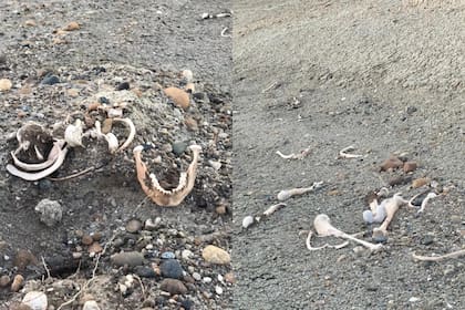 En su paseo por las playas de Caleta Olivia, Tomás Silva y otro grupo de pescadores se toparon con el hallazgo de diversos huesos esparcidos por el suelo