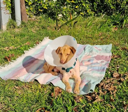 En su primer tránsito, con Mercedes Bakker, disfrutaba de siestas al sol.