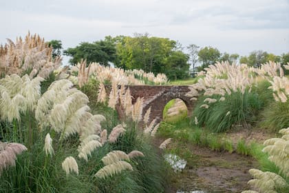 En su proyecto de La Paz, a medida que el parque se adentra en la sierra fue incorporando especies nativas y formas orgánicas materializadas en pastizales.